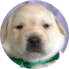 英国ラブラドールの子犬